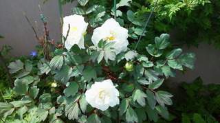 2017050309540000.jpg