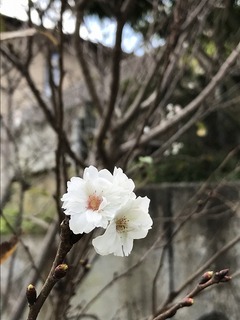 20181014_032114236_iOS.jpg