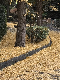 20181203_035740486_iOS.jpg
