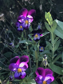 20190502_052644371_iOS.jpg