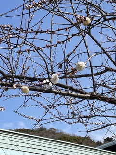 2022.03.02 plum blossoms.jpeg