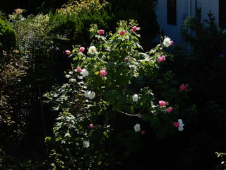 DSCN7212.JPG
