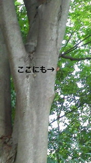 せみの殻.jpg