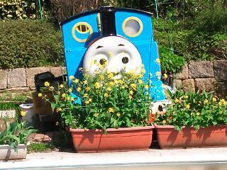 菜の花トーマス.jpg