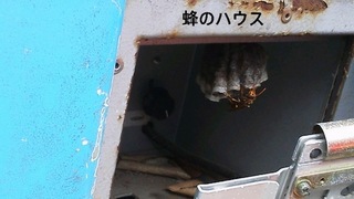 蜂のハウス.jpg