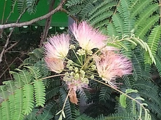 IMG_20220708_172908.jpg