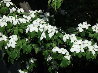 P5150003.JPG